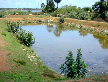 Sri Lanka : Improvement of Sewage Pond in Batticalore City