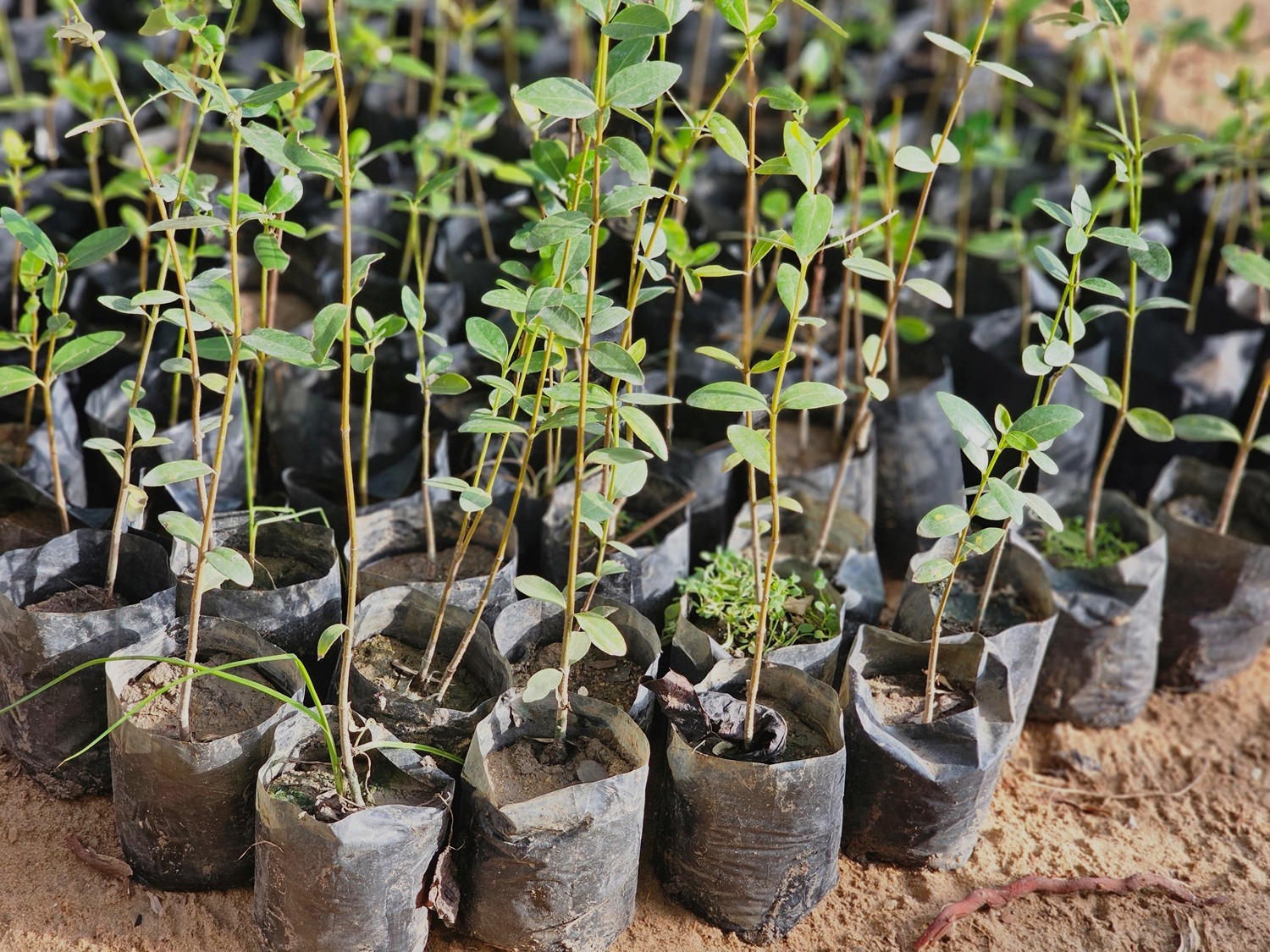 Communities Lead Mangrove Restoration Efforts to Strengthen Climate Resilience in Mullaitivu District